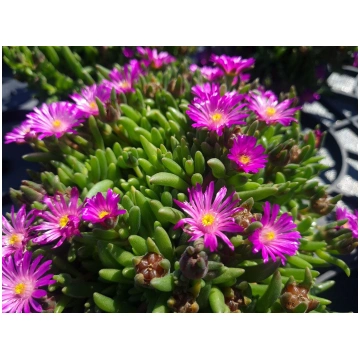 Delosperma cooperi Ice Cream Purple | A.M. ozoli