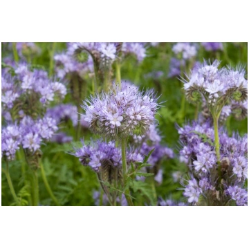 Facēlija (Phacelia tanacetifolia Benth.) 1 kg