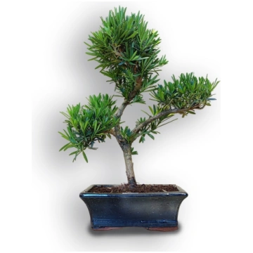 Budas priedes bonsai, Ref. 8086