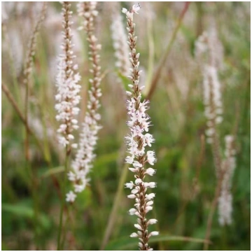 Persicaria amplexicaulis Alba- svečveida sūrene