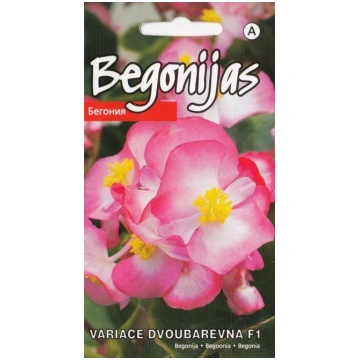 Begonijas. Leduspuķes VARIACE DVOUBAREVNA F1 15gb.