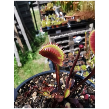 DM12 Dionaea muscipula -- 'Angioma' - S