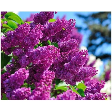 Syringa vulgaris 'Congo' Parastais ceriņ