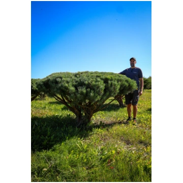 Parastās priedes BONSAI-NIWAKI dižstāds (Nr.17) - 