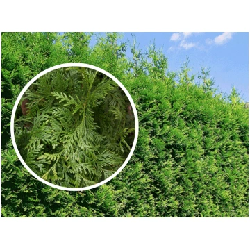 Tūja "Brabant" 30-40 cm 1gb