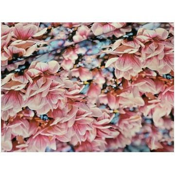 Rozā burvīgās magnolijas, kokvilnas trikotāža Ligh