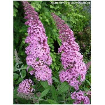 Buddleja davidii REVE DE PAPILLON PINK
