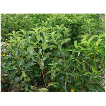 Viburnum lucidum-Viburno Donnadipiante - Vendita p