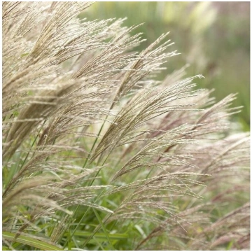Miscanthus "Hermann Mussel"