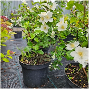 Filadelfs Parastais "Dame Blanche" Kverkus