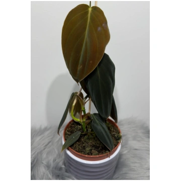 Philodendron gigas Augi-Plants