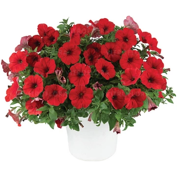 Petunia x hybrida Capella Ruby Red Imp. 1 gb., lūg