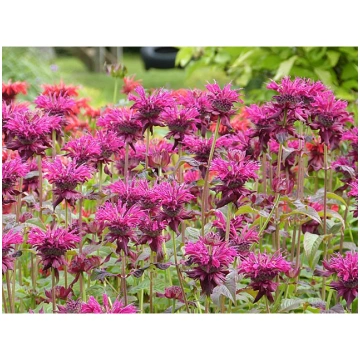 Monarda fistulosa 'Kardinal', P13 Monard