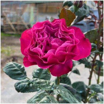 Eudora - Natalijas Rozes