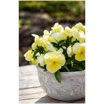 Viola x wittrockiana Inspire® Plus Lemon | Spring 
