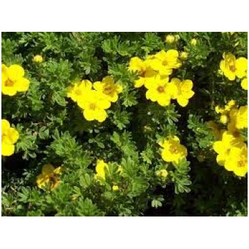 Potentilla fruticosa 'Rheinsberg' (Paras