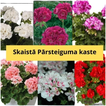 Pelargoniju kaste - Pārsteigums - 6gb AR IEKĻAUTU 