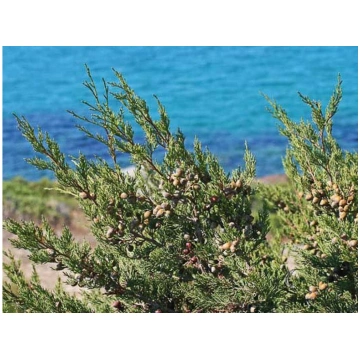 Juniperus phoenicea-Ginepro fenicio Donnadipiante