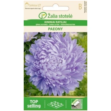 Asteres PAEONY VIOLET Žalia stotelė