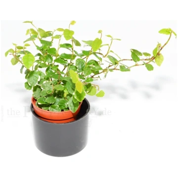 FICUS PUMILIA SUNNY Italian Cresties Shop