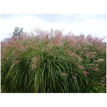 Miscanthus sinensis 'Grosse Fontäne', P1