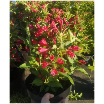 Veigela "Red Prince"