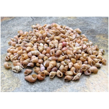 Philippine Melissa Seashells (approx. half cup 185