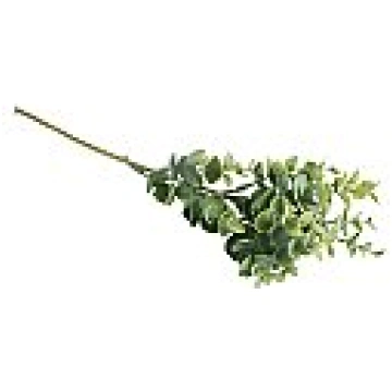Buksusa zariņš, garums 40cm, 1 gab