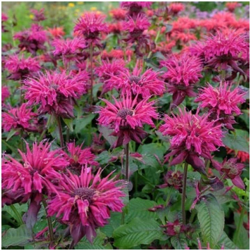 Monarda didyma 'Melua Burgundy Monarda Dvīņzi