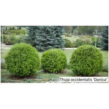 Thuja occidentalis Danica
