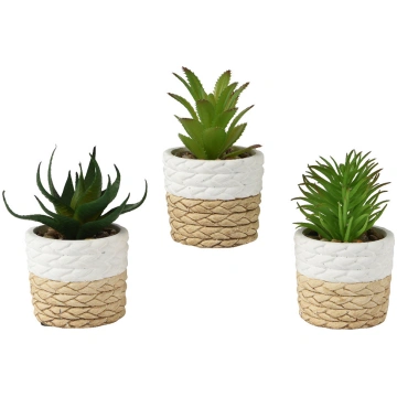 Succulent plant with concrete pot Casolaro Hotelle