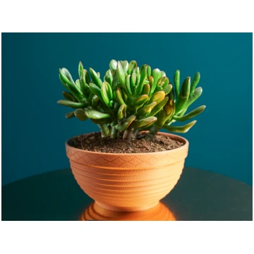 Krasula | Crassula ovata - Golum tacito