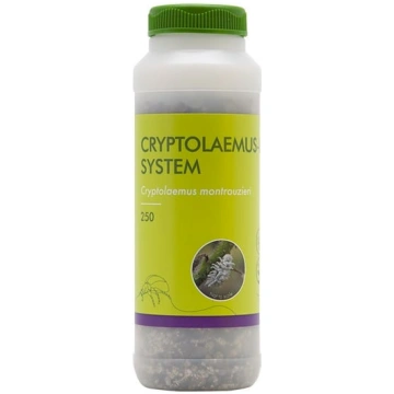 Cryptolaemus -L - System - 250 | A.M. ozoli