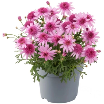 Argyranthemum frutescens Madeira Crested Pink | A.