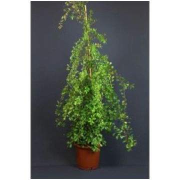 FICUS LING TRIANGEL