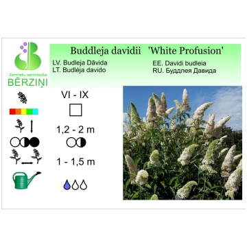 Buddleja 'White Profusion', budleja Dāvi