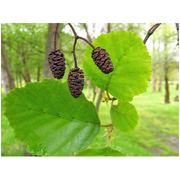Alnus glutinosa (Melnalksnis), 2,5 - 3,5 m, kailsa