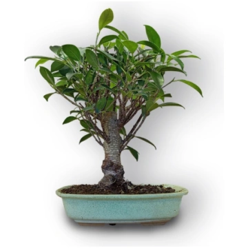Ficus retusa bonsai, Ref. 8077