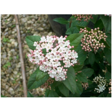 Viburnum tinus Eve Price-Viburno Donnadipiante - V