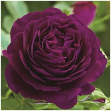 Violeta - dobes grandiflora - floribundroze - maig