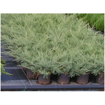 Juniperus x media Pfitzeriana Glauca-Ginepro Donna