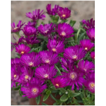 Delosperma hybrida Sundella Neon | A.M. ozoli