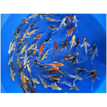 Suda Butterfly Pond Pack 3-5" FFP