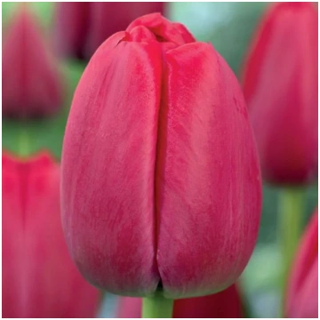 Tulpes Darvina RED PRIDE 11/12 80gab Dārziem