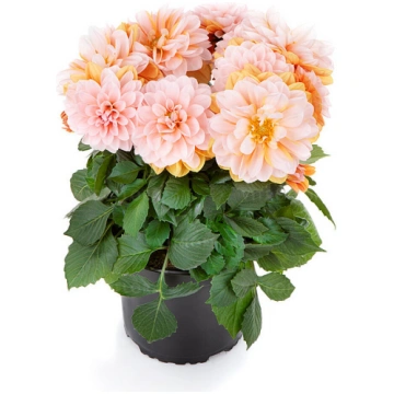Dahlia pinnata Labella Grande Fun Caramel 1 gb., l