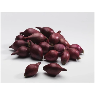 Sīpolu stādi RED CARMEN, 14 - 21 mm, 1 kg