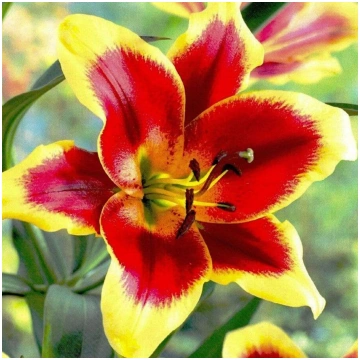 Red Morning LILIJKOKS (Orientālās-Trompešu lilijas