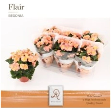 Stādi Begonia (Elatior) double flowe(Begonija)