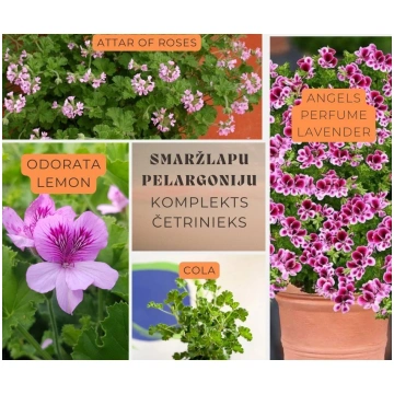 Smaržlapu pelargoniju kaste ČETRINIEKS -AR IEKĻAUT