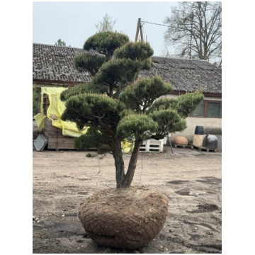 Parastās priedes (Pinus sylvestris) BONSAI-NIWAKI 